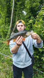 European Perch