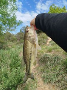 Largemouth Bass