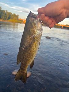 Smallmouth Bass