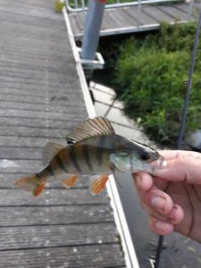 European Perch
