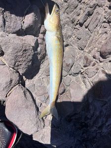 Pesce lucertola 