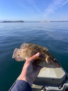 Ballan Wrasse