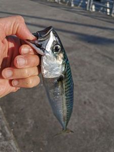 Mackerel