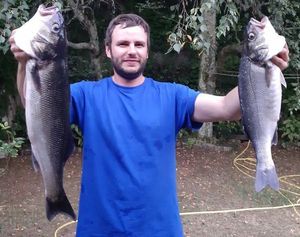 European Bass (Seabass)