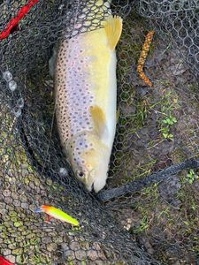 Brown Trout