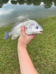 Drum fish