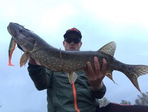 Northern Pike