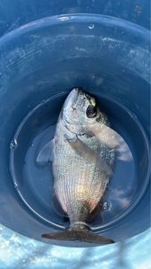 Fork-Tailed Threadfin Bream