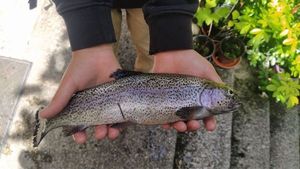 Rainbow Trout