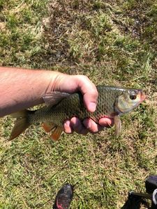 Roach