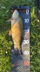 Tench