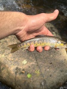 Brown Trout