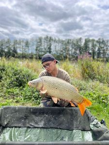 Common Carp