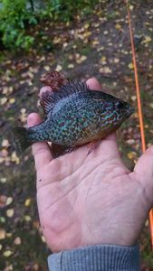 Green Sunfish