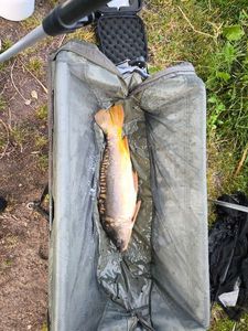 Mirror Carp