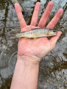 Brown Trout