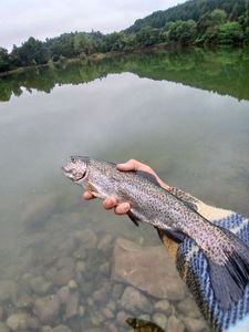 Rainbow Trout