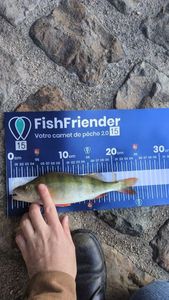European Perch