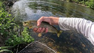 Brown Trout