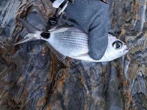 Saddled Seabream