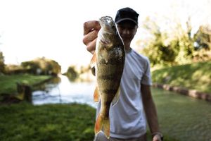 European Perch