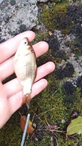 Crucian Carp