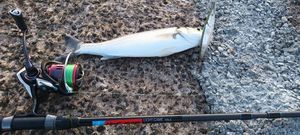 European Bass (Seabass)