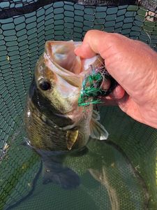 Largemouth Bass