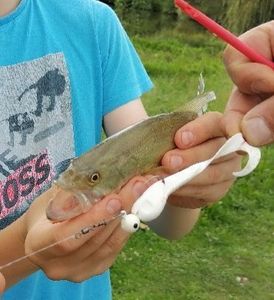 Largemouth Bass