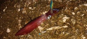 European Squid