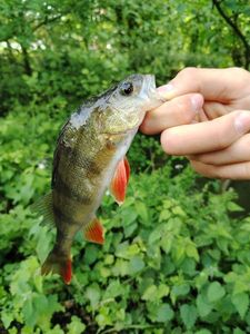 European Perch