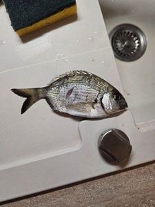 White Seabream