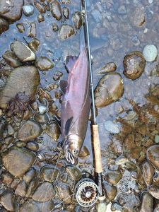 Coho Salmon