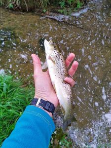 Brown Trout