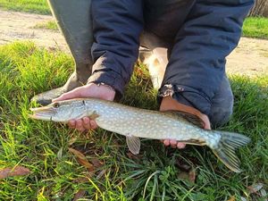 Northern Pike
