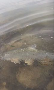 Asp