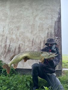 Northern Pike