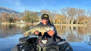 European Perch