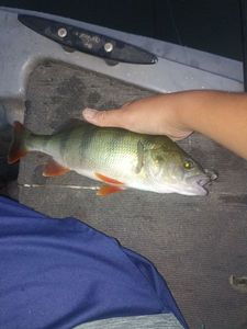 European Perch