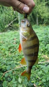 European Perch