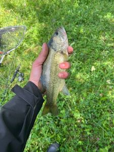 Largemouth Bass
