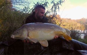 Mirror Carp