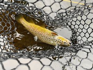 Brown Trout