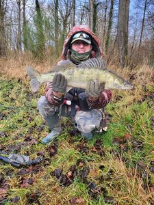 Zander