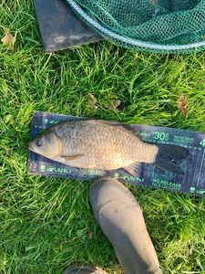 Crucian Carp