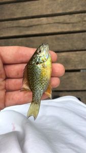 Green Sunfish