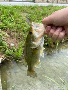 Smallmouth Bass