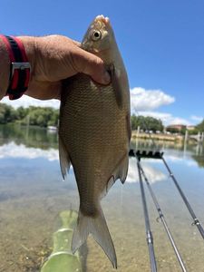 Common Bream