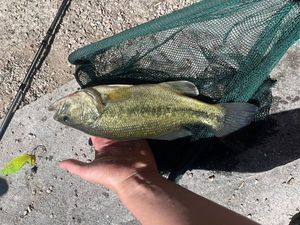 Rock Bass