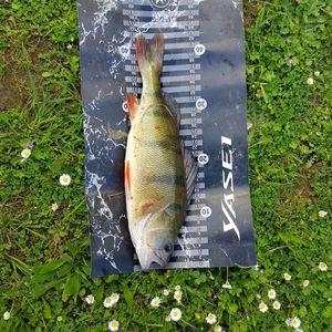 European Perch